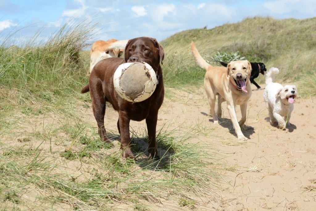 A happy pack of dogs on a group walk through the dunes