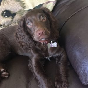 Puppy settled in with a home boarding host family