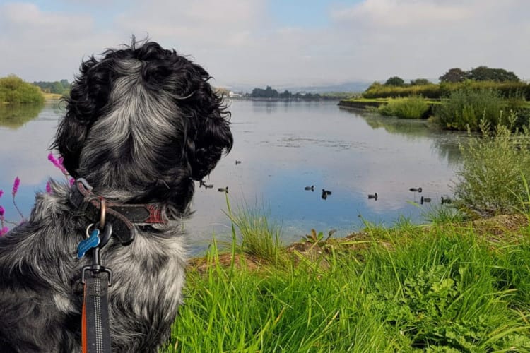 Spaniel enjoying a walk by the water