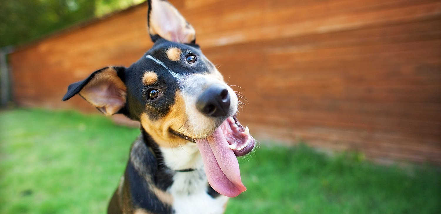 A cheerful dog playing in a sunny back garden