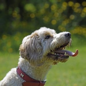 Senior dog enjoying a gentle walk