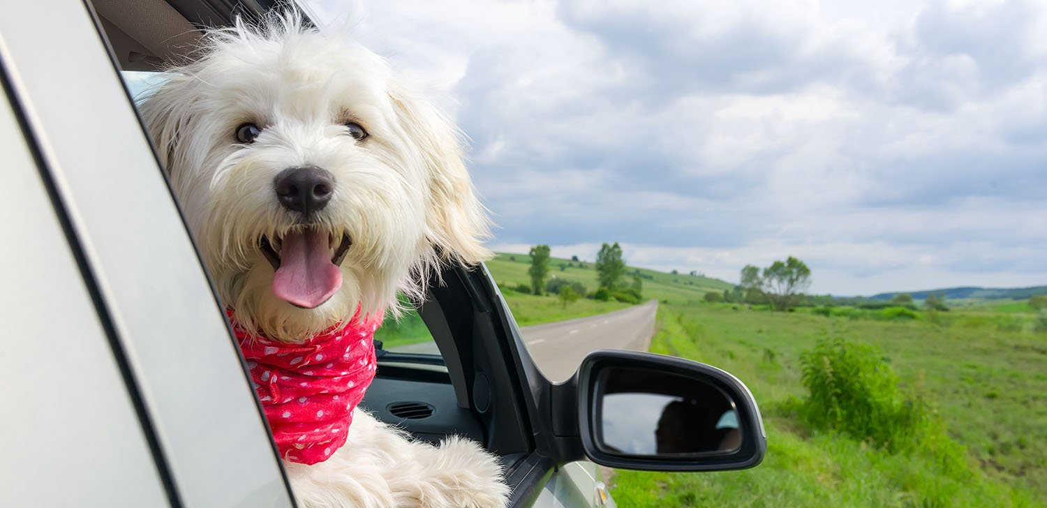 Happy dog with head out of a car window